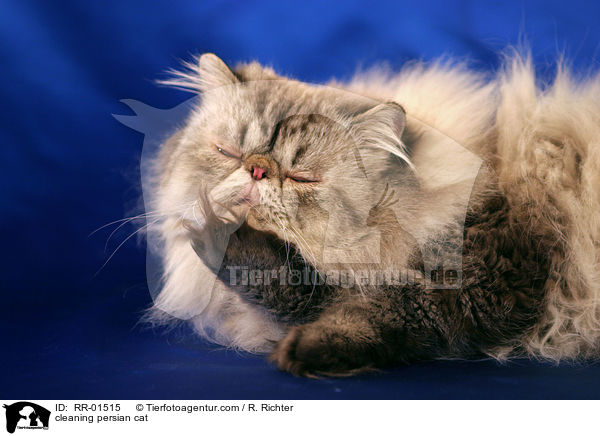 cleaning persian cat / RR-01515
