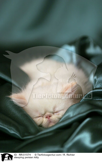 schlafendes Perserktzchen / sleeping persian kitty / RR-01574