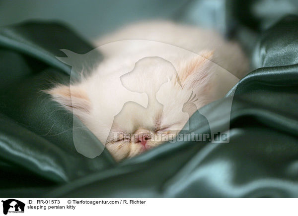 schlafendes Perserktzchen / sleeping persian kitty / RR-01573