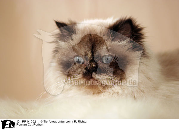 Persian Cat Portrait / RR-01592