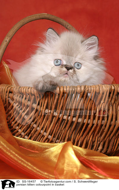 persian kitten colourpoint in basket / SS-16457