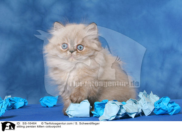 sitting persian kitten colourpoint / SS-16464