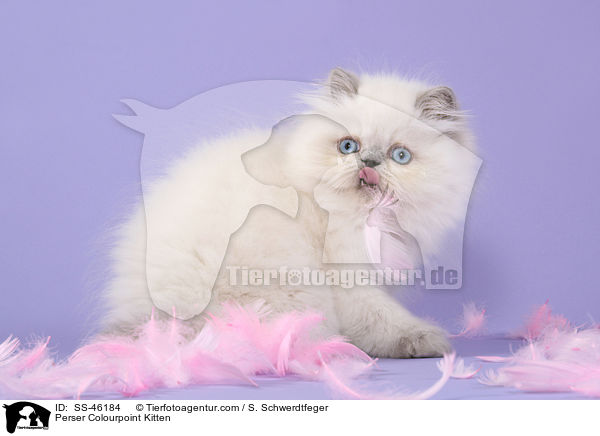 Perser Colourpoint Kitten / SS-46184
