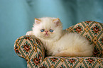 persian kitty on the couch