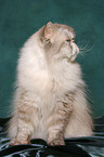 sitting persian cat colourpoint