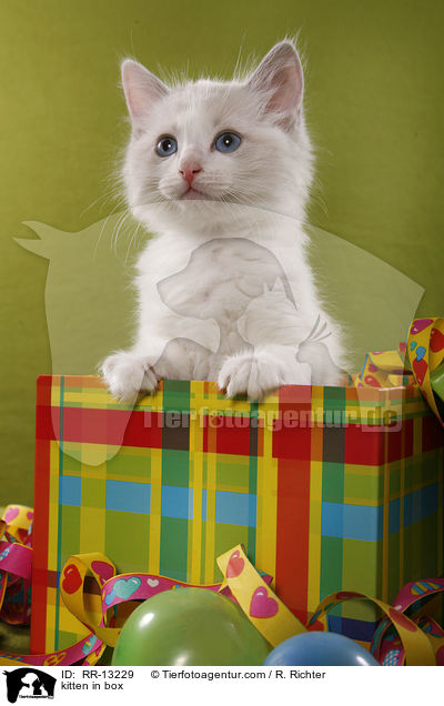 kitten in box / RR-13229