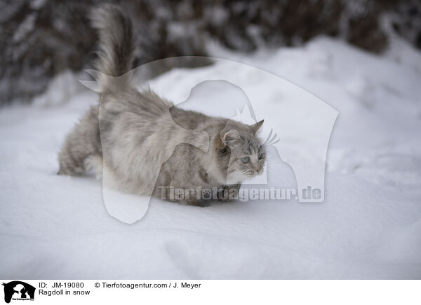 Ragdoll in snow / JM-19080
