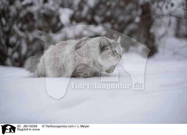Ragdoll in snow / JM-19086