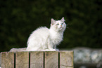 sitting Ragdoll