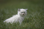 Ragdoll kitten in the grass