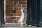 Ragdoll kitten