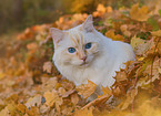 Ragdoll in autumn
