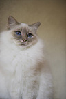 Sacred Birman Portrait