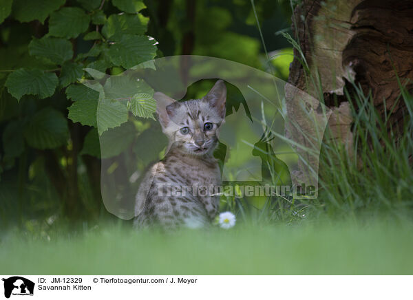Savannah Kitten / JM-12329