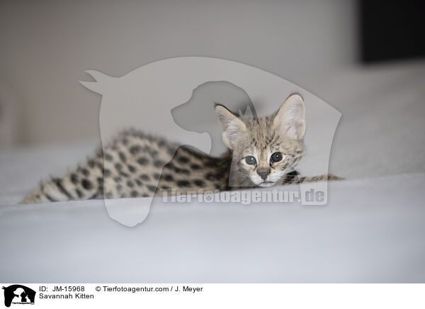 Savannah Kitten / JM-15968