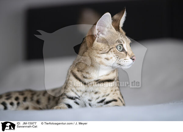 Savannah-Cat / JM-15977