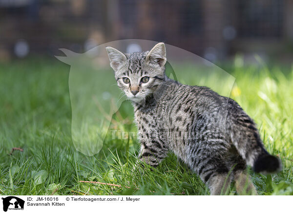 Savannah Kitten / JM-16016