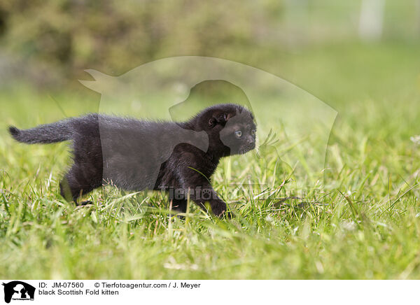 schwarzes Scottish Fold Ktzchen / black Scottish Fold kitten / JM-07560