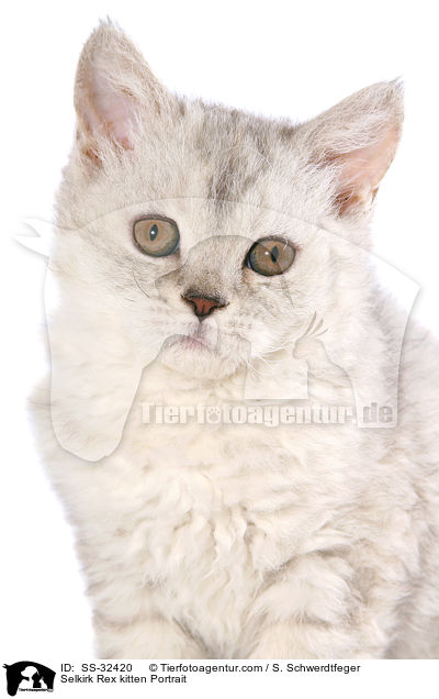 Selkirk Rex kitten Portrait / SS-32420