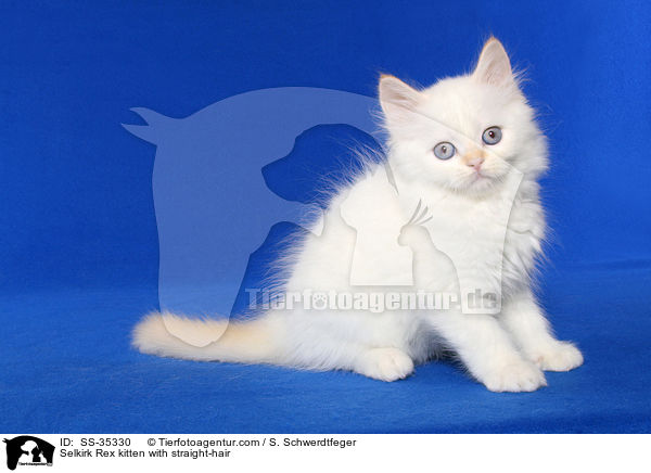 Selkirk Rex kitten with straight-hair / SS-35330