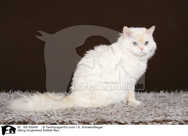 sitting longhaired Selkirk Rex / SS-35948