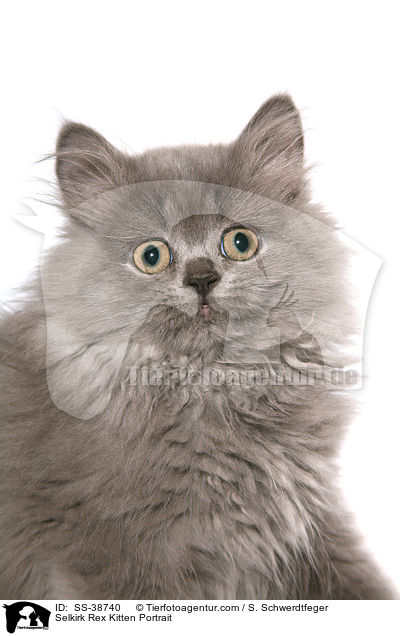 Selkirk Rex Kitten Portrait / SS-38740