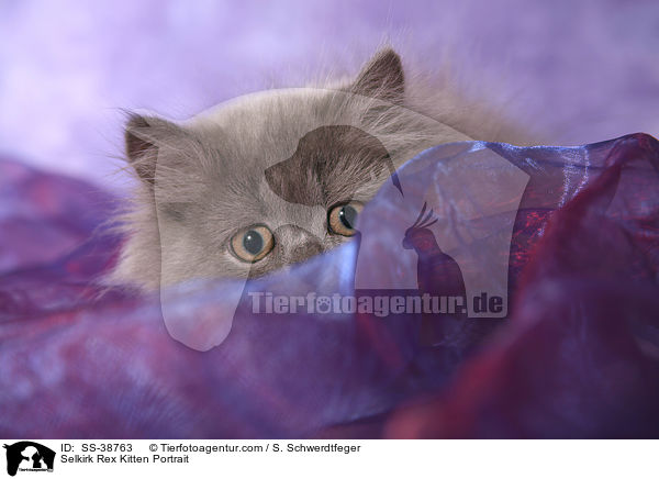 Selkirk Rex Kitten Portrait / SS-38763