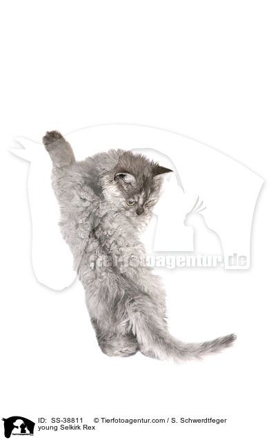 young Selkirk Rex / SS-38811