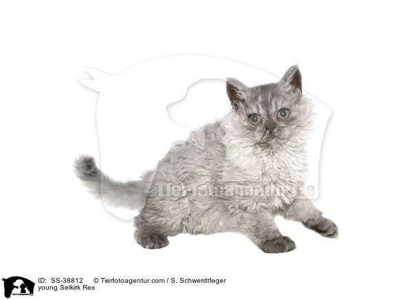 young Selkirk Rex / SS-38812