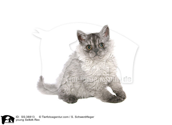 young Selkirk Rex / SS-38813