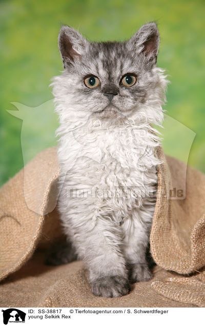 young Selkirk Rex / SS-38817