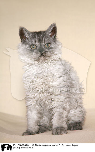 young Selkirk Rex / SS-38820