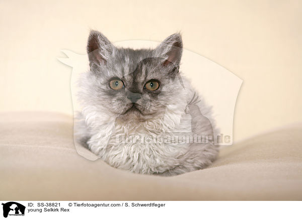 young Selkirk Rex / SS-38821