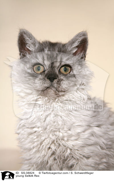 young Selkirk Rex / SS-38824