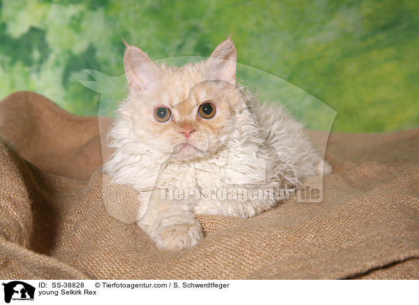 young Selkirk Rex / SS-38828