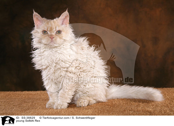 young Selkirk Rex / SS-38829
