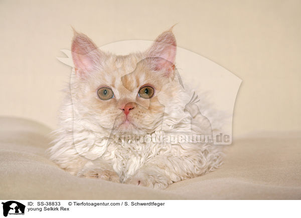 young Selkirk Rex / SS-38833