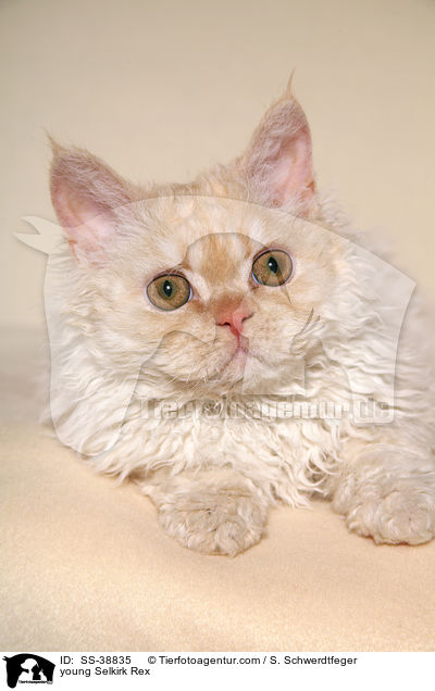 young Selkirk Rex / SS-38835