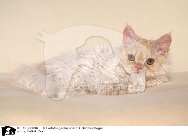 young Selkirk Rex / SS-38836