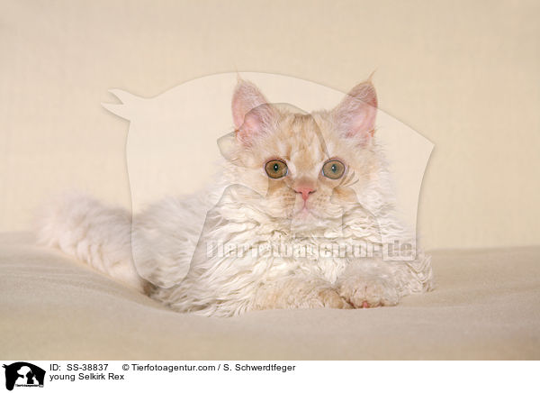 young Selkirk Rex / SS-38837