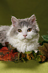 Selkirk Rex