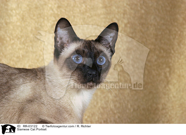 Siam Portrait / Siamese Cat Portrait / RR-03122