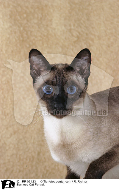 Siamese Cat Portrait / RR-03123