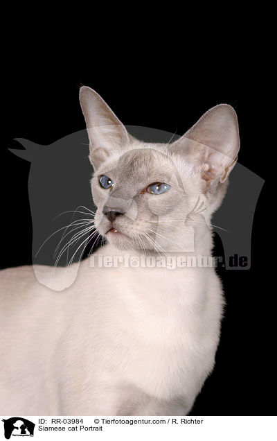 Siamese cat Portrait / RR-03984