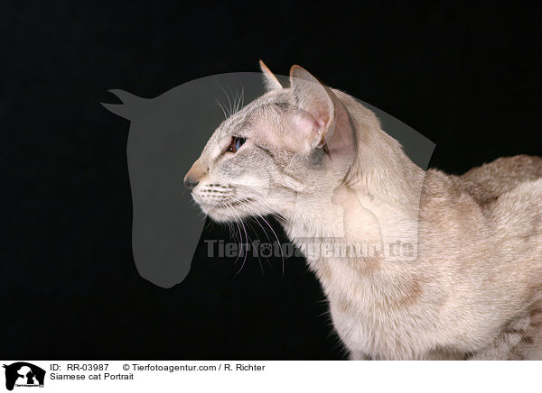 Siamese cat Portrait / RR-03987