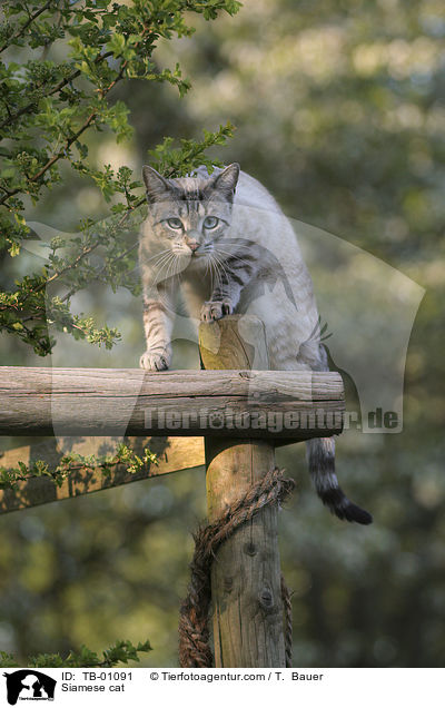 Siamese cat / TB-01091