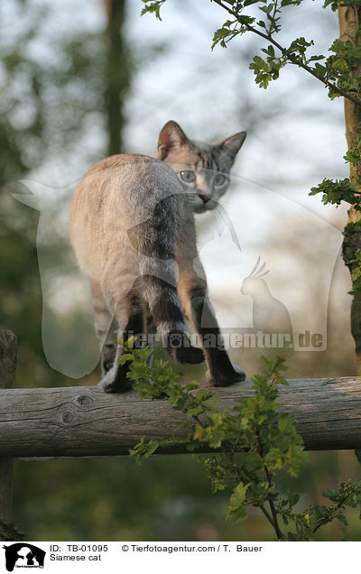 Siamese cat / TB-01095