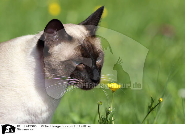 Siamese cat / JH-12385