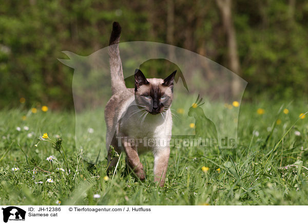Siamese cat / JH-12386