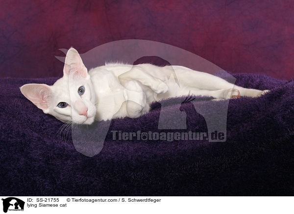 lying Siamese cat / SS-21755